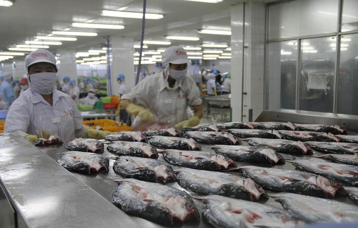 Áo sơ mi cổ bèo: Áo sơ mi cổ bèo là một trong những lỗi thời trong thời trang mà